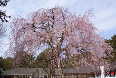 公津公民館の枝垂桜
