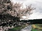 川に張り出した桜の写真