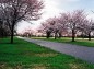 公園の桜並木の写真