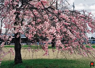 某公園の桜