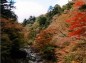 塩原吊り橋からの渓谷の紅葉の写真