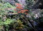 渓谷沿いの紅葉の写真