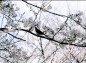 桜を愛でる鳥の写真