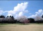 桜と青空の写真