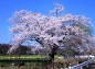 ニョッキリ枝出桜の写真