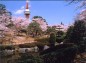 庭園・桜・タワーの写真