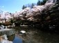 庭園の水面に映る桜の写真