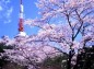 宇都宮タワーと桜の写真