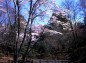 背の高い桜の木の写真