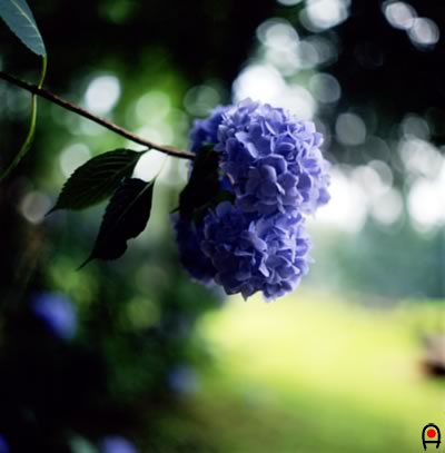 伊許山園地の紫陽花