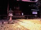 八幡山公園の八幡宮とイチョウの絨毯の写真