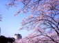 桜越し宇都宮市街の写真