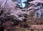静かな小道の桜の写真