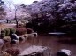 石庭と桜の写真