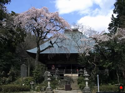 西明寺本堂と桜