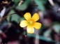 黄色の小さい花の写真