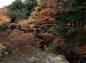 竜頭の滝上流紅葉の写真
