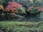 龍樹の池の紅葉の写真