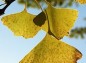 イチョウの葉アップの写真