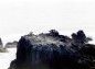霧多布海鵜の写真