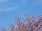 桜の上に飛行機の写真