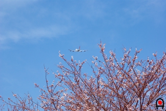 桜の上に飛行機の写真