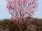 カンヒザクラ系の桜の写真