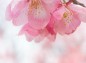 桜色の写真