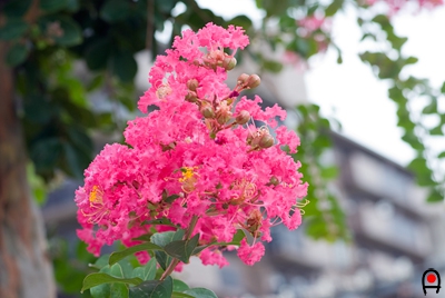 街路樹のサルスベリの花