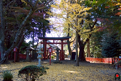 麻賀多神社(船形)のイチョウ