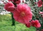 赤八重桜アップの写真