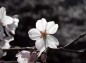 桜アップ逆光の写真