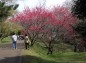 赤い八重桜の写真