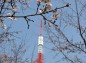 八幡山公園のタワーと桜の写真