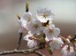 八幡山公園の桜アップの写真