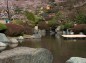 八幡山公園の桜（庭園）の写真