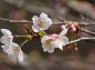 八幡山公園の桜（庭園）の寄り写真