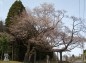 西山辰街道の桜の写真