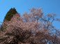 西山辰街道の大桜天辺の写真