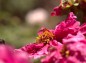 牡丹と花の上を飛ぶ蜂横からの写真