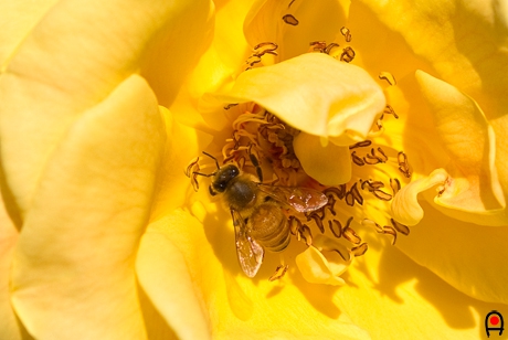 薔薇の花と蜂