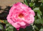 薔薇エデンローズ（ピンク）の写真