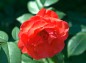 薔薇エデンローズ（赤）の写真