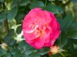 薔薇春風の写真