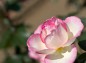 薔薇プリンセスドゥモナコの写真