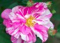 薔薇ロサ・ムンディの写真