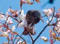 桜の花にくちばしつっこむヒヨドリの写真