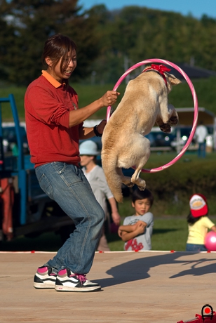 大きい輪を飛んでくぐる犬の写真