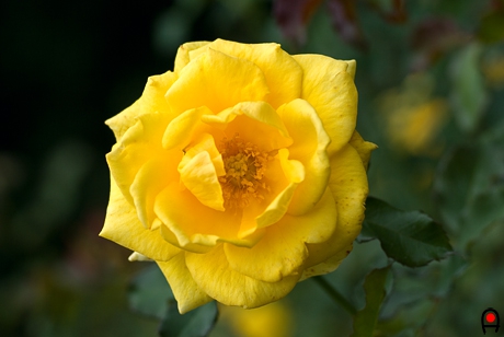 薔薇ゴールドバニーの花の写真