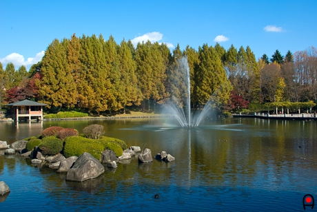 栃木県中央公園昭和大池と噴水の写真
